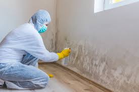 Trusted Pleak, TX Mold Prevention & Removal  Experts